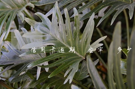 信用卡逾期 坐牢 多少 信用卡逾期 坐牢 多少